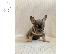 PoulaTo: French Bulldog Puppies